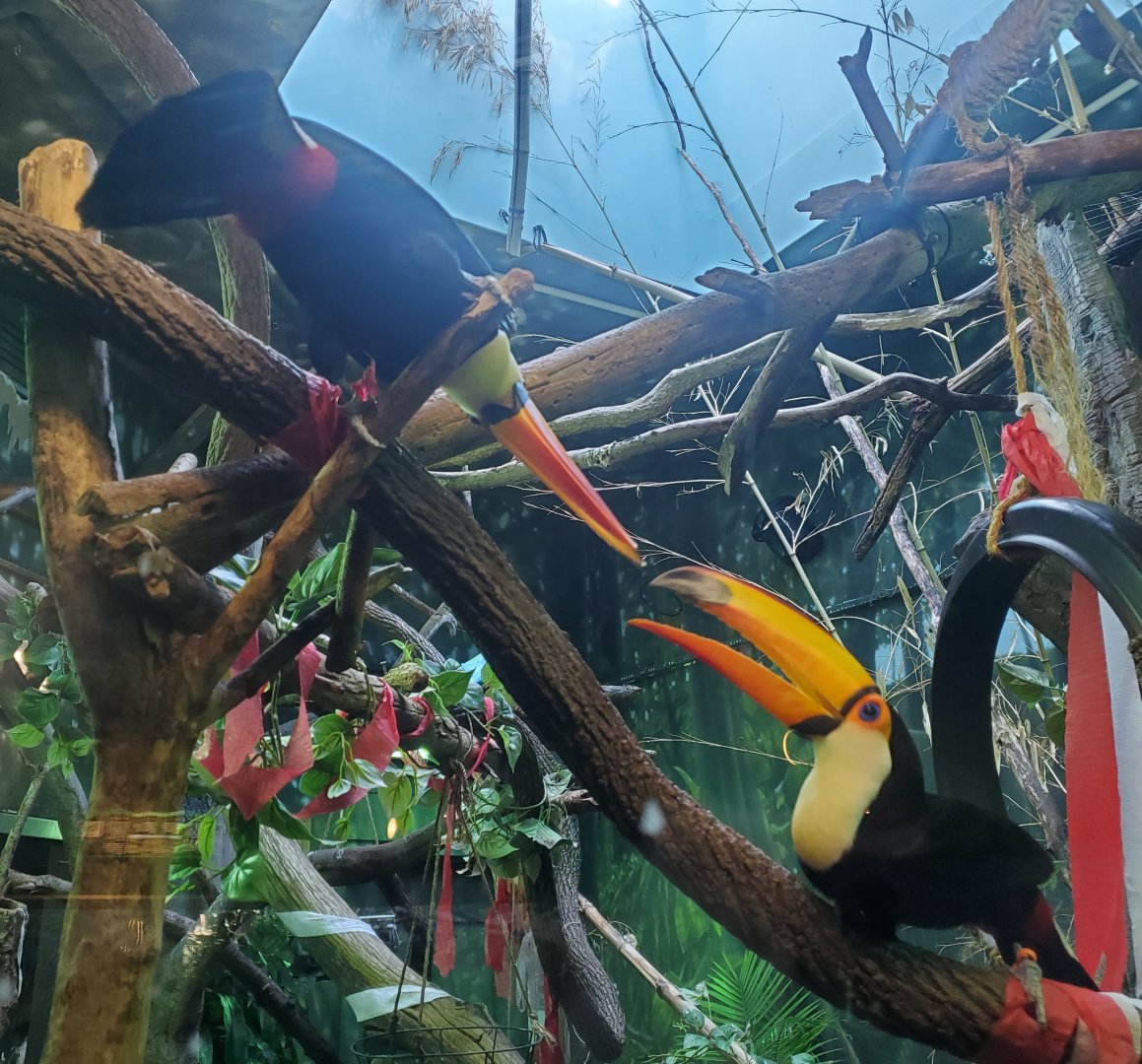 Essex County Turtle Back Zoo (2022) - Toco Toucans