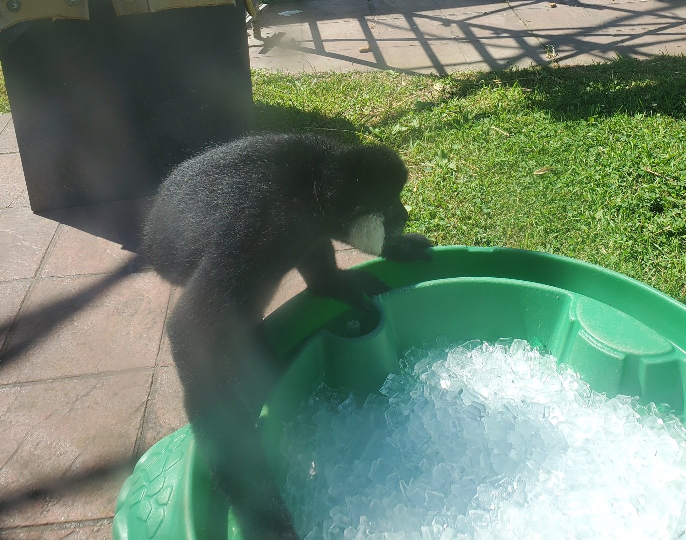 Essex County Turtle Back Zoo (2022) - White-cheeked Gibbon