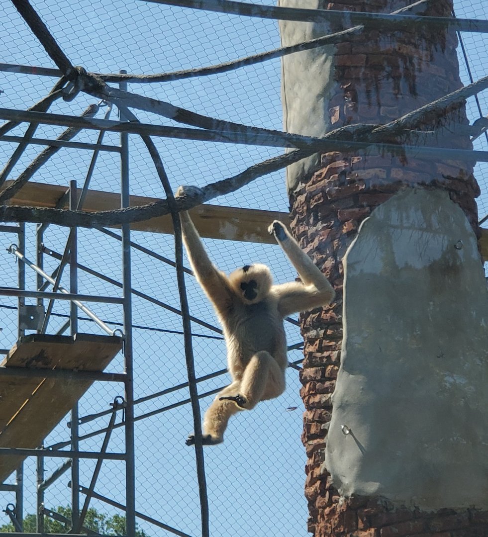 Essex County Turtle Back Zoo (2022) - White-cheeked Gibbon