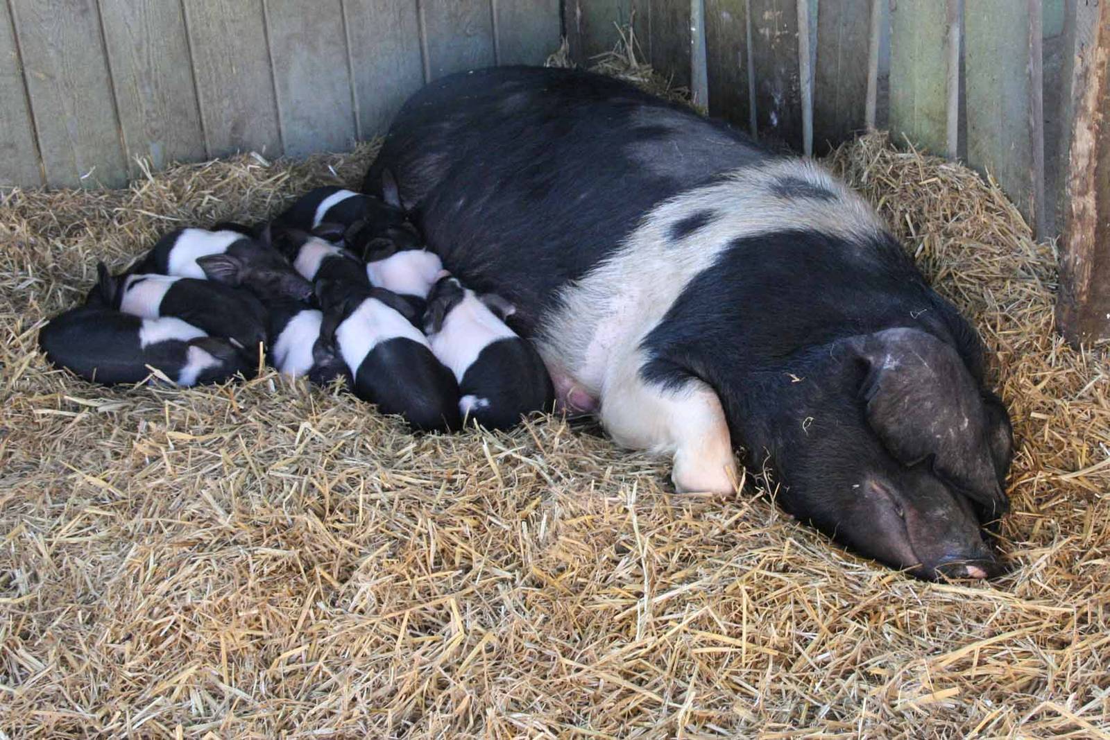 Essex Pig and Piglets