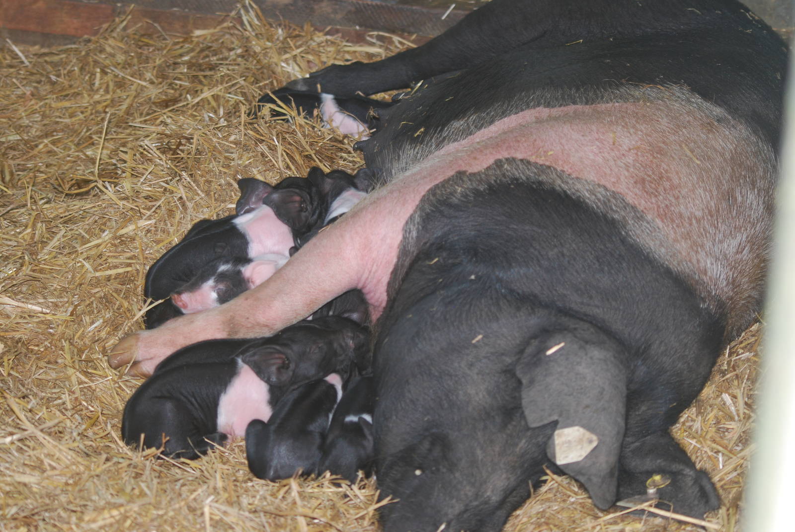Essex pig sow and litter