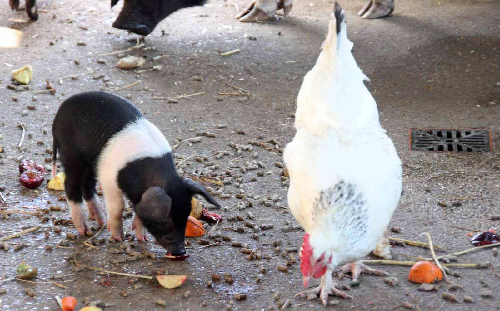Essex Piglet and Chicken
