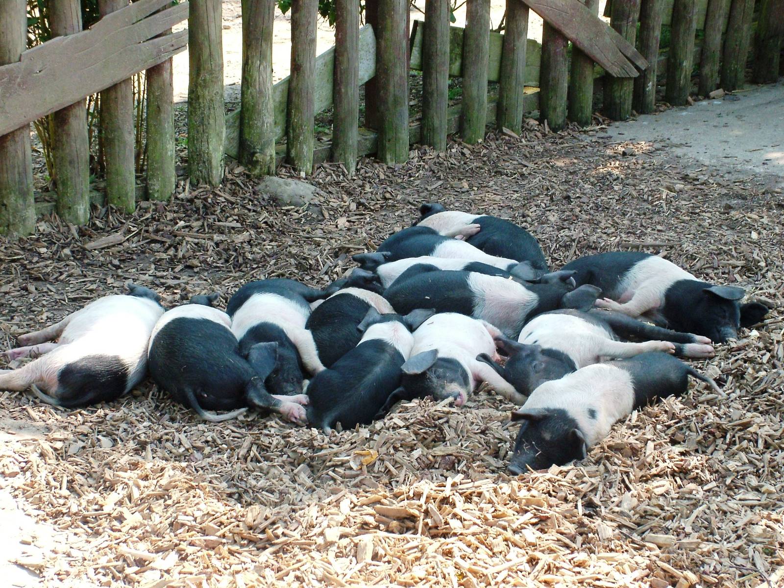 Essex Piglets at Colchester, 28/05/12