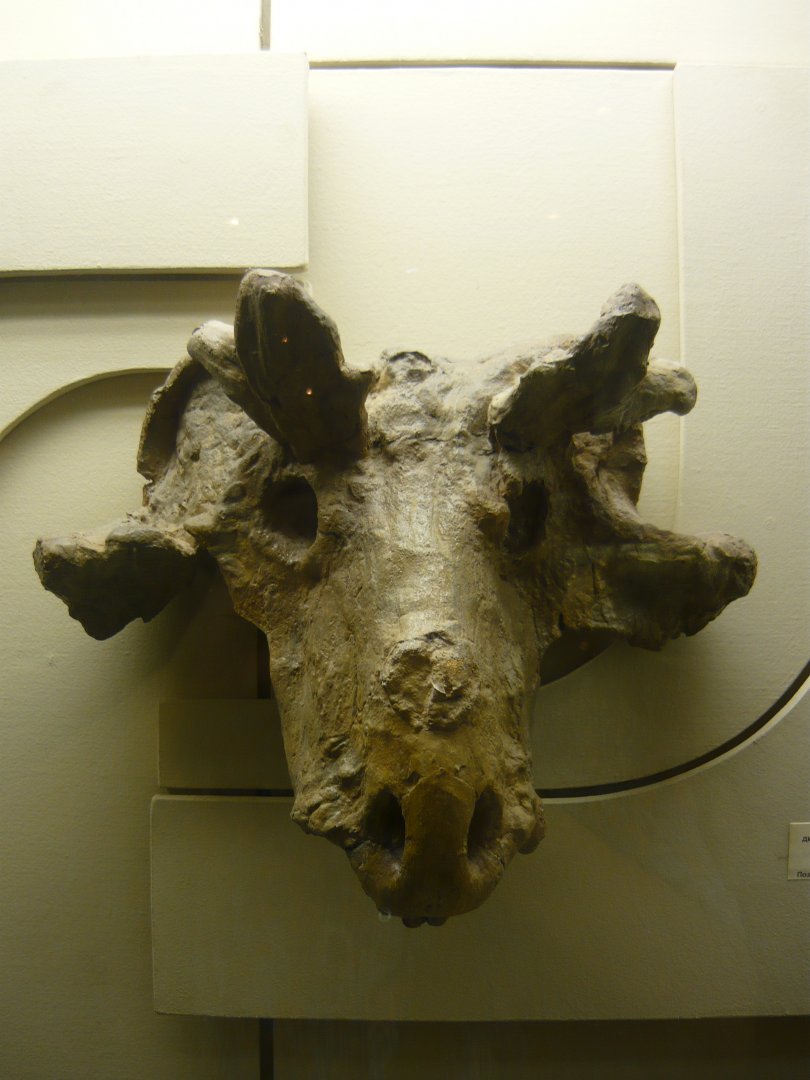 Estemmenosuchus mirabilis skull