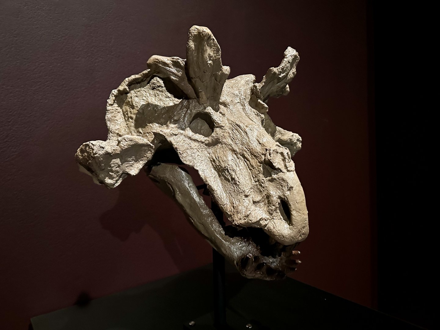 Estemmenosuchus mirabilis (skull)