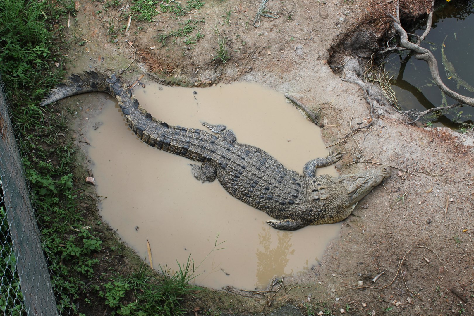 Estuarine Crocodile (Crocodylus porosus)