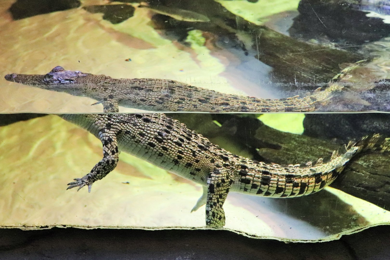Estuarine Crocodile (Crocodylus porosus)