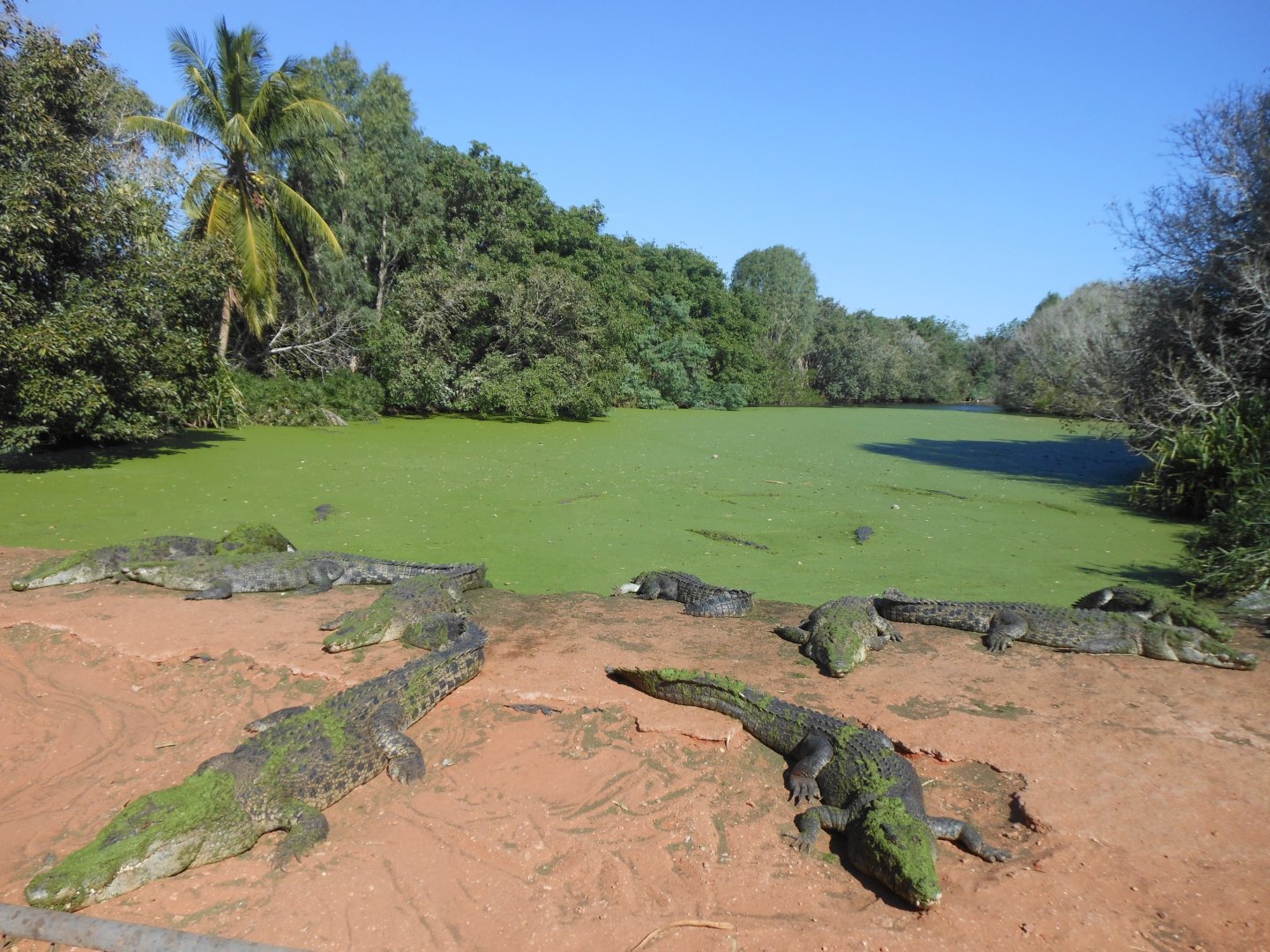 Estuarine Crocodile enclosure