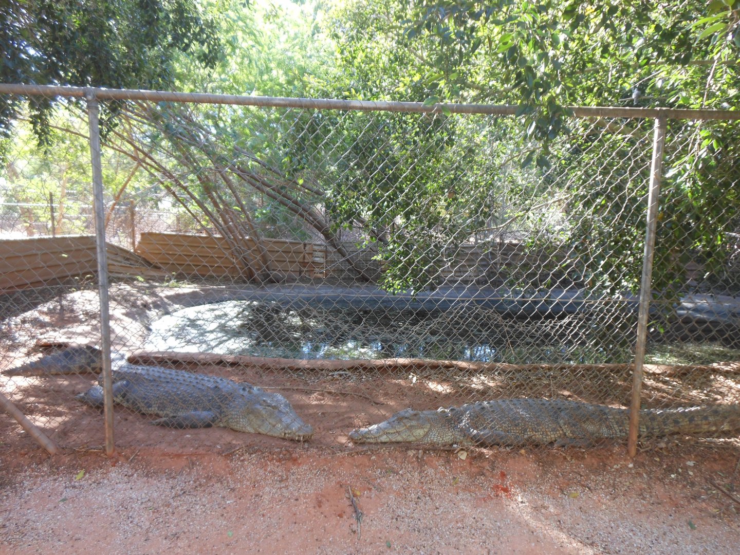 Estuarine Crocodile enclosure