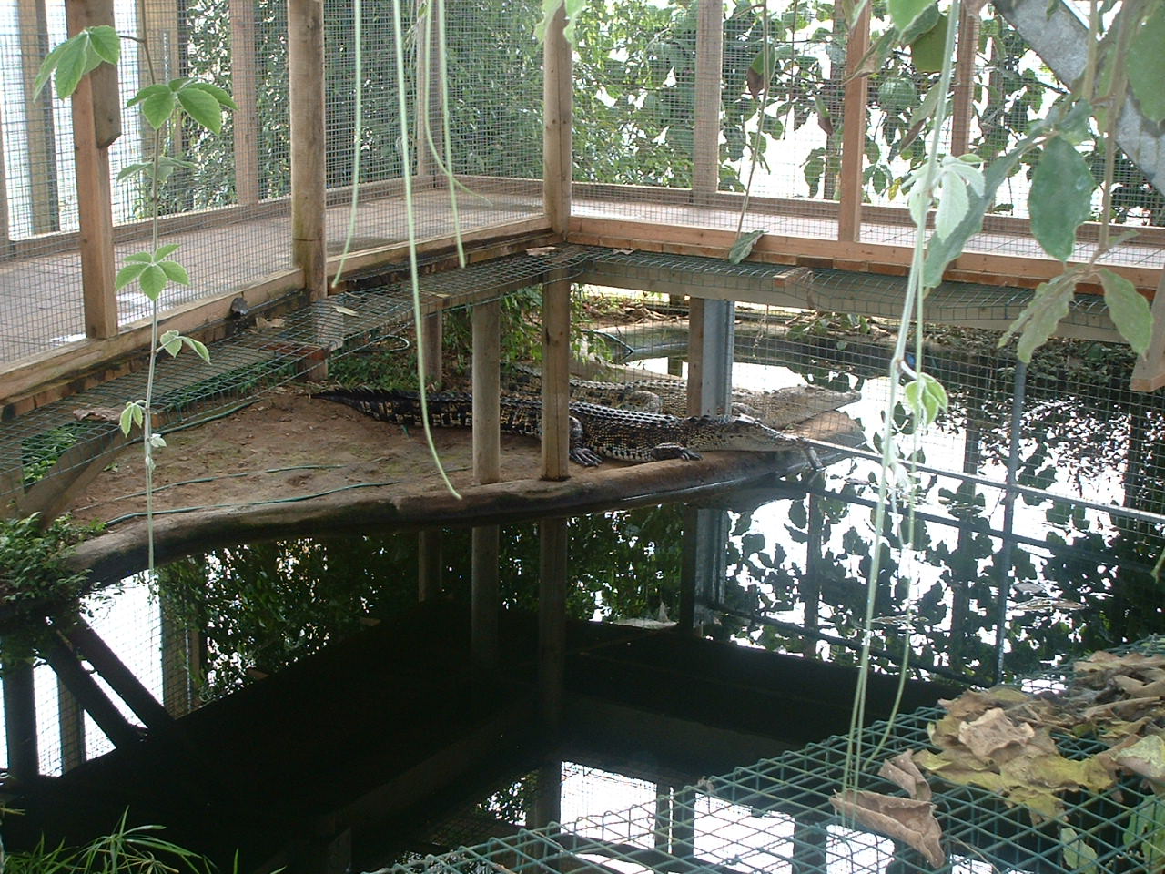Estuarine Crocodile Enclosures  (Swamp House) - Thrigby 2008