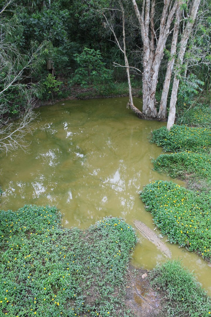 Estuarine Crocodile exhibit