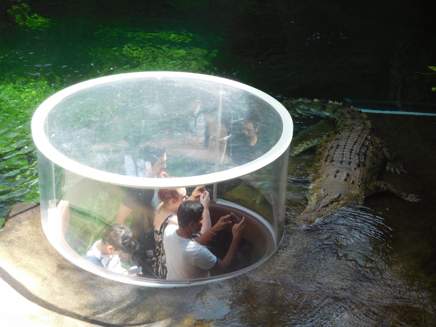 Estuarine Crocodile in Kadadu Gorge