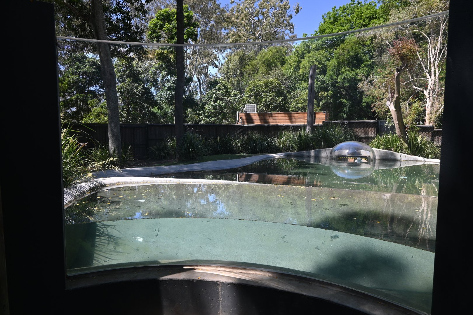 Estuarine Crocodile viewing
