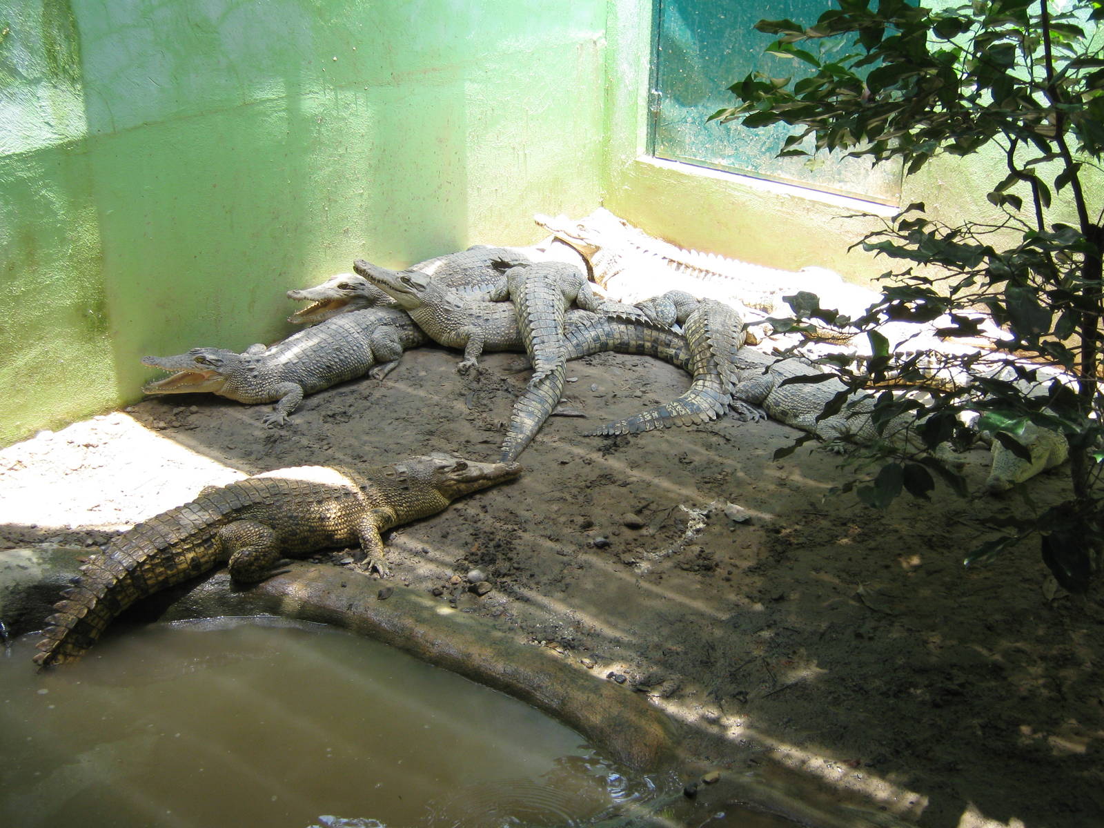 estuarine crocodiles (Crocodylus porosus)