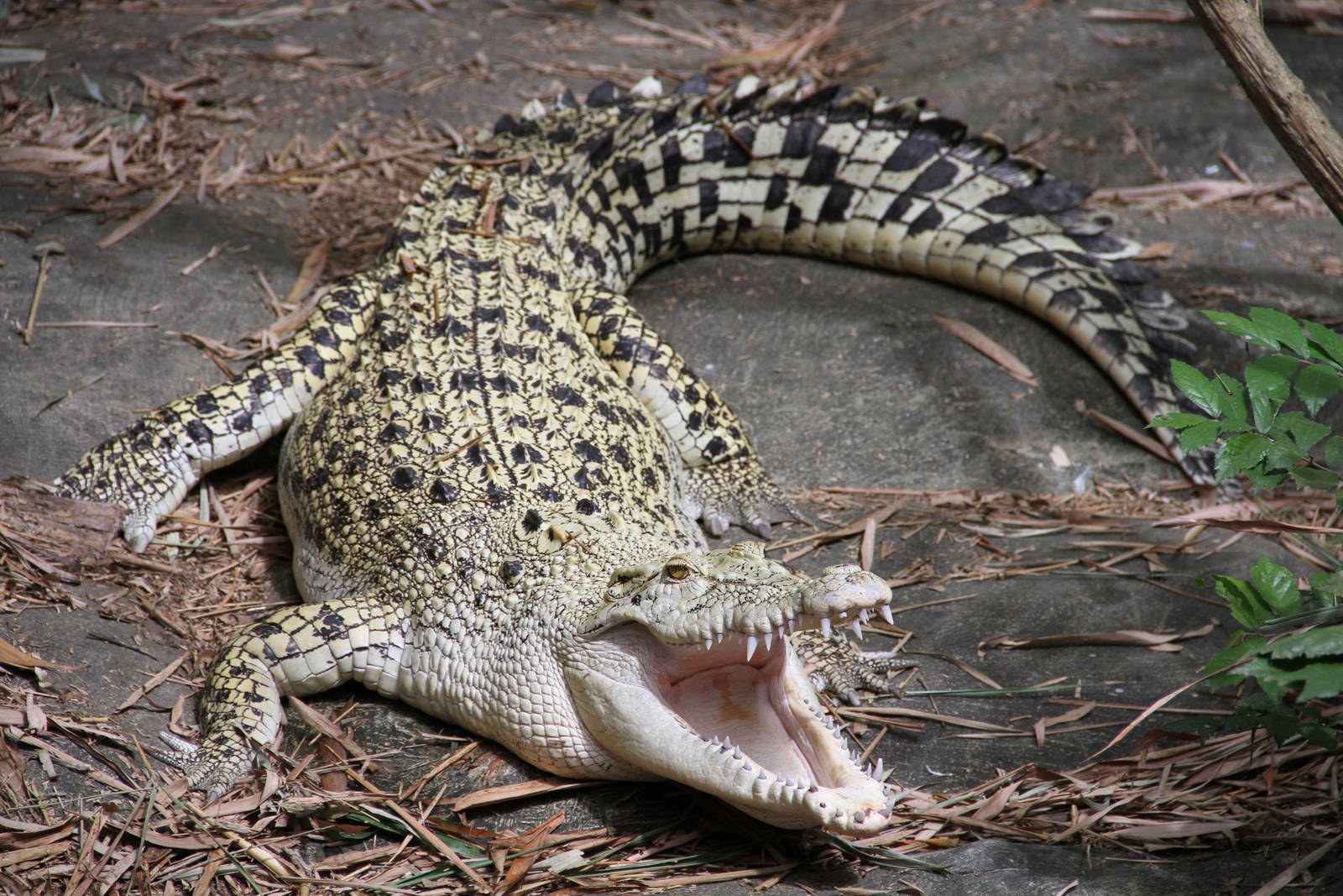 Estuarine or Indo-Pacific Crocodile (Crocodylus porosus)