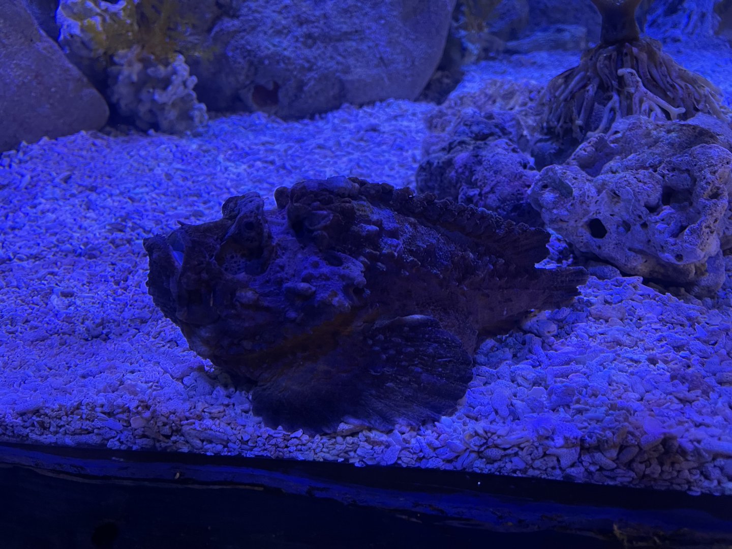 estuarine stonefish (synanceia horrida) (1)