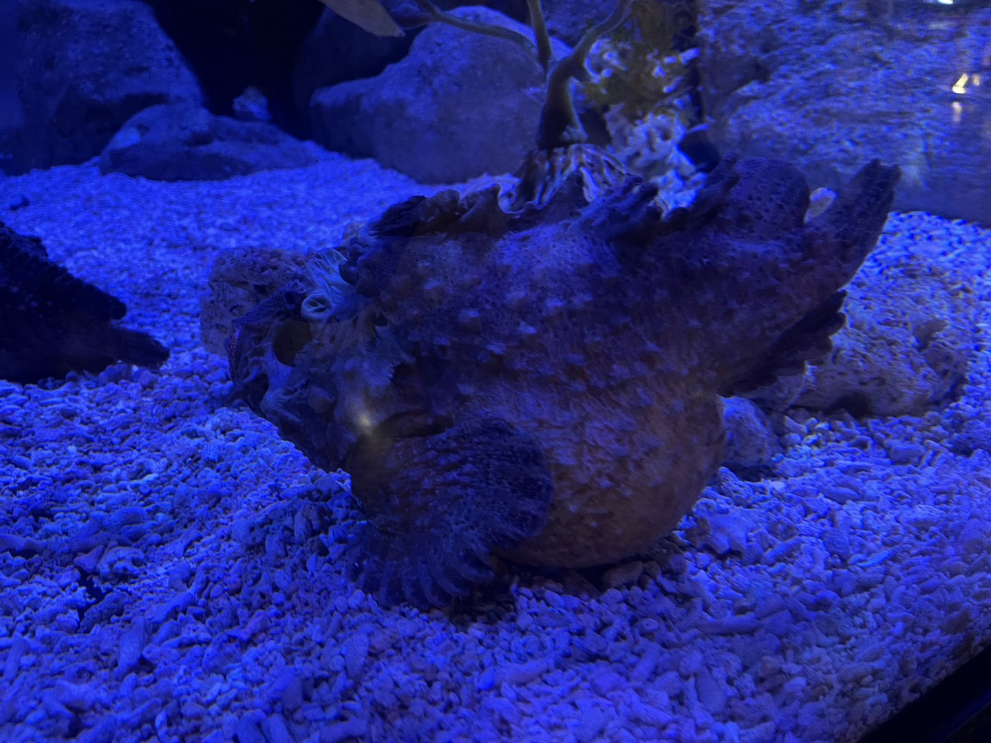 estuarine stonefish (synanceia horrida) (2)