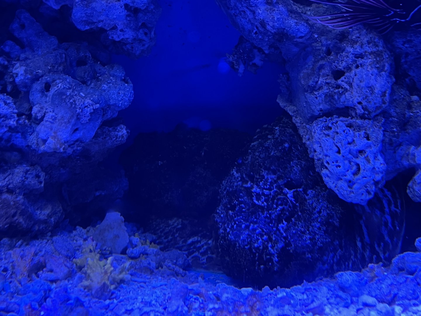 estuarine stonefish (synanceia horrida) - BX Sea