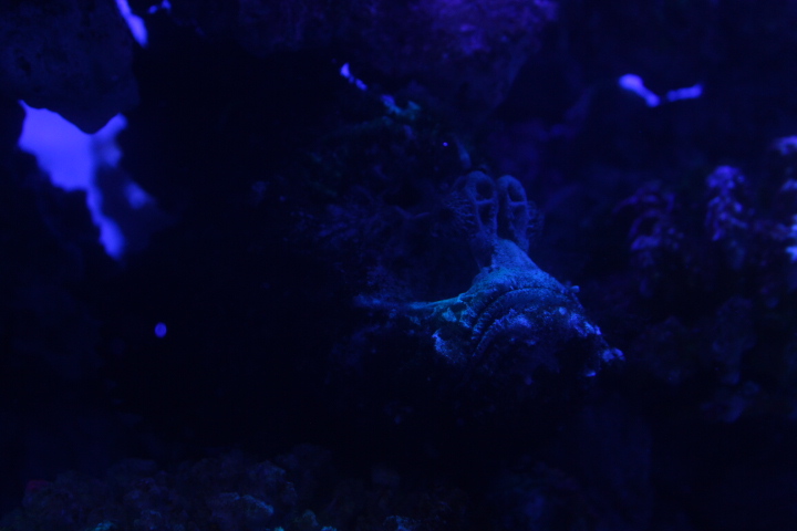 Estuarine stonefish (Synanceia horrida) - BXSea