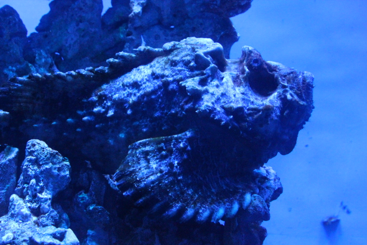 Estuarine stonefish (Synanceia horrida) - BXSea