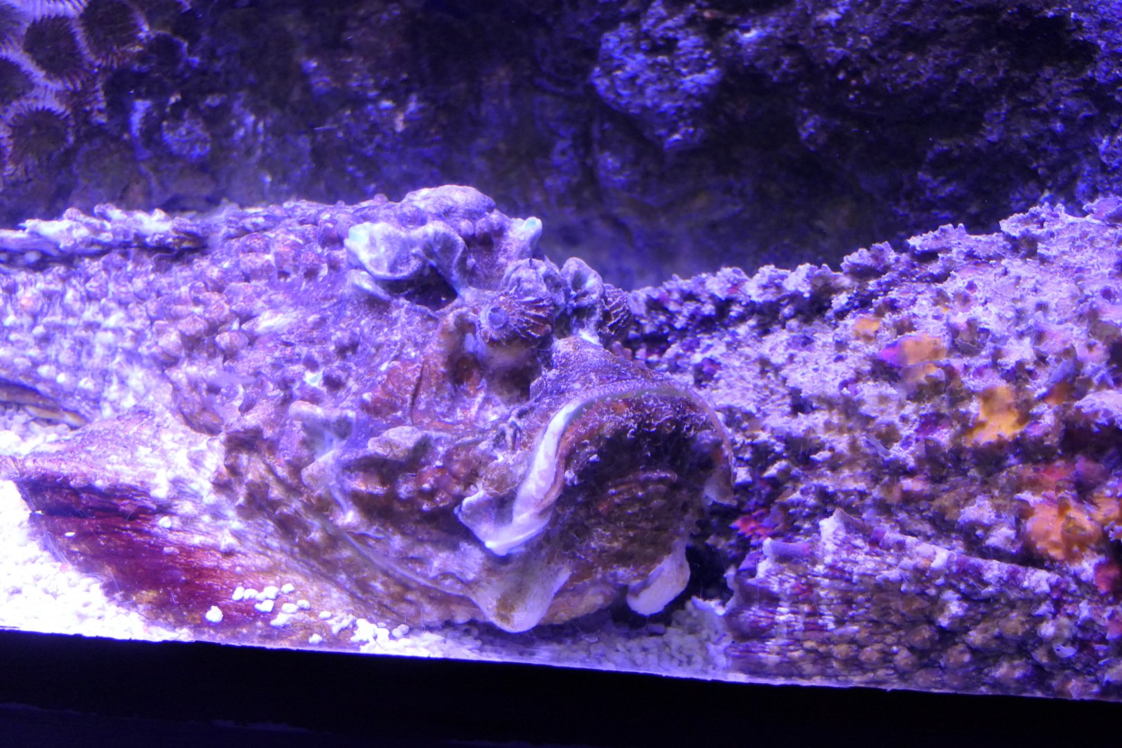 Estuarine Stonefish