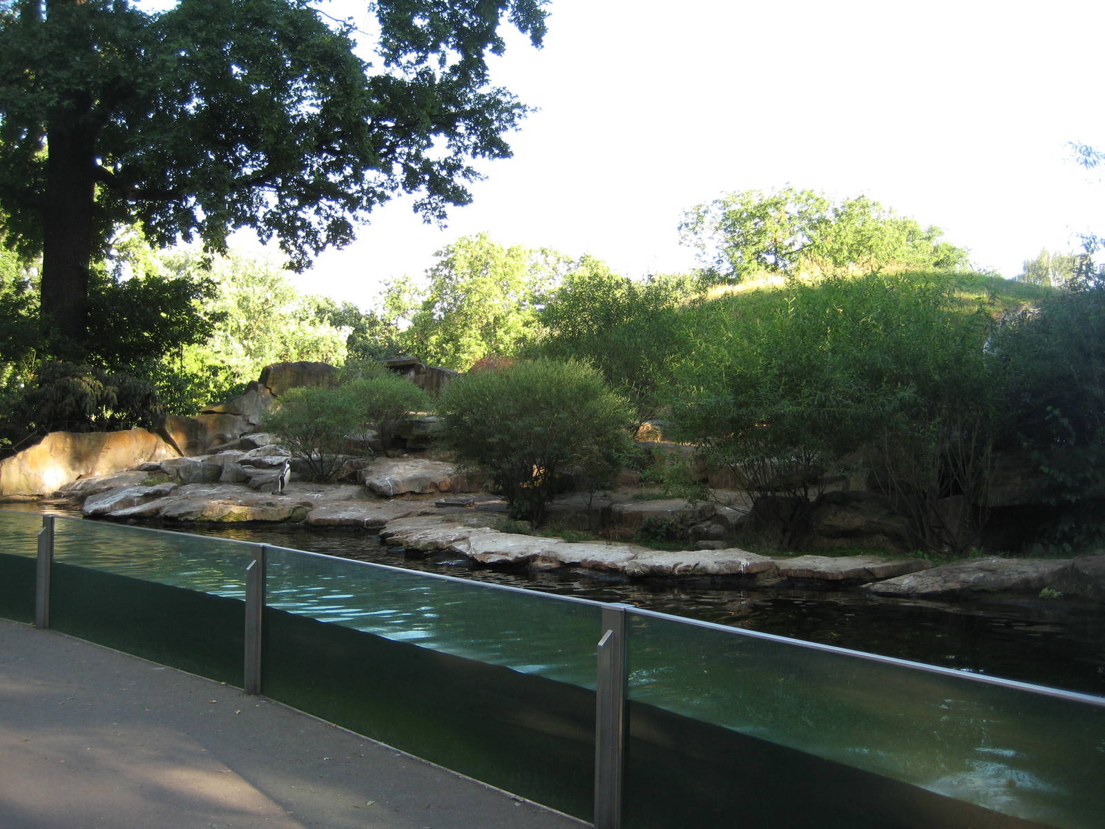 Esxhibit for Humboldt penguins