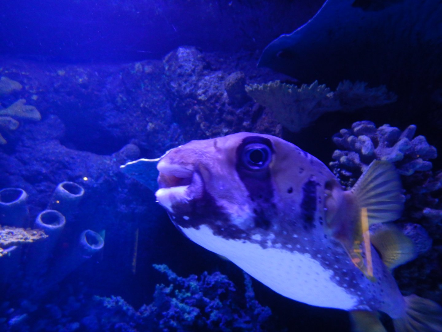 ET the Black-Blotched Porcupinefish