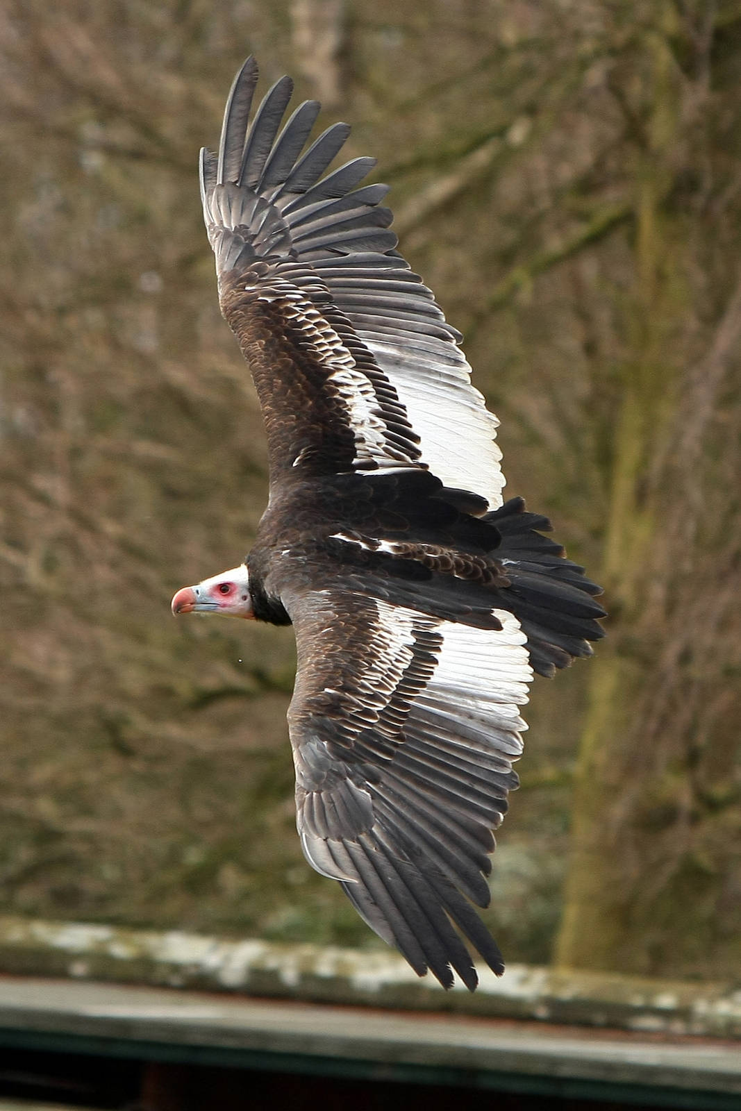 Ethel The White headed Vulture