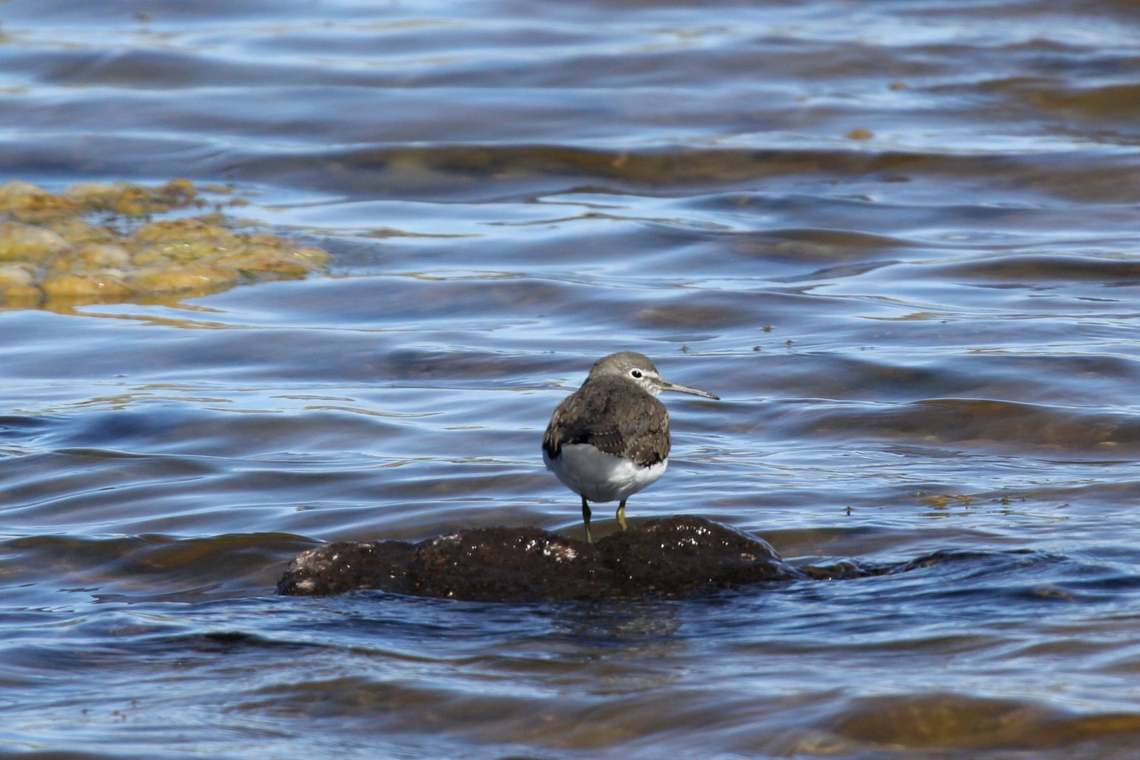 Ethiopian Bird ID?