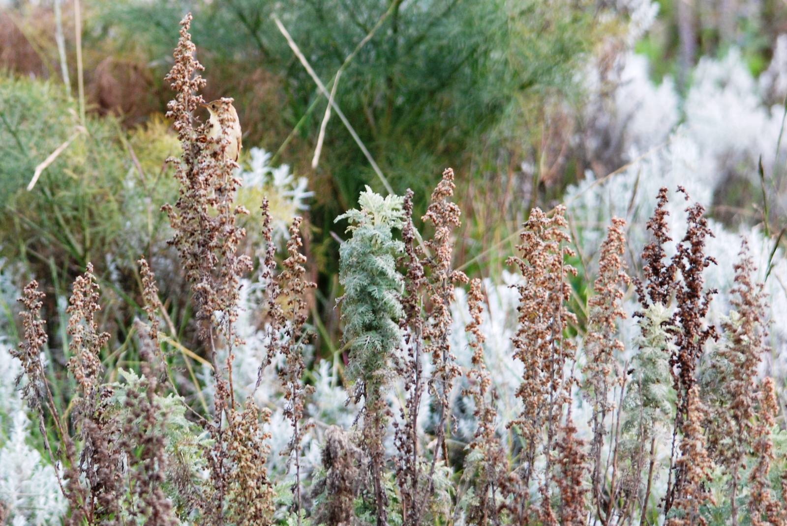 Ethiopian Cisticola in Bale Mountains NP, 16/10/14
