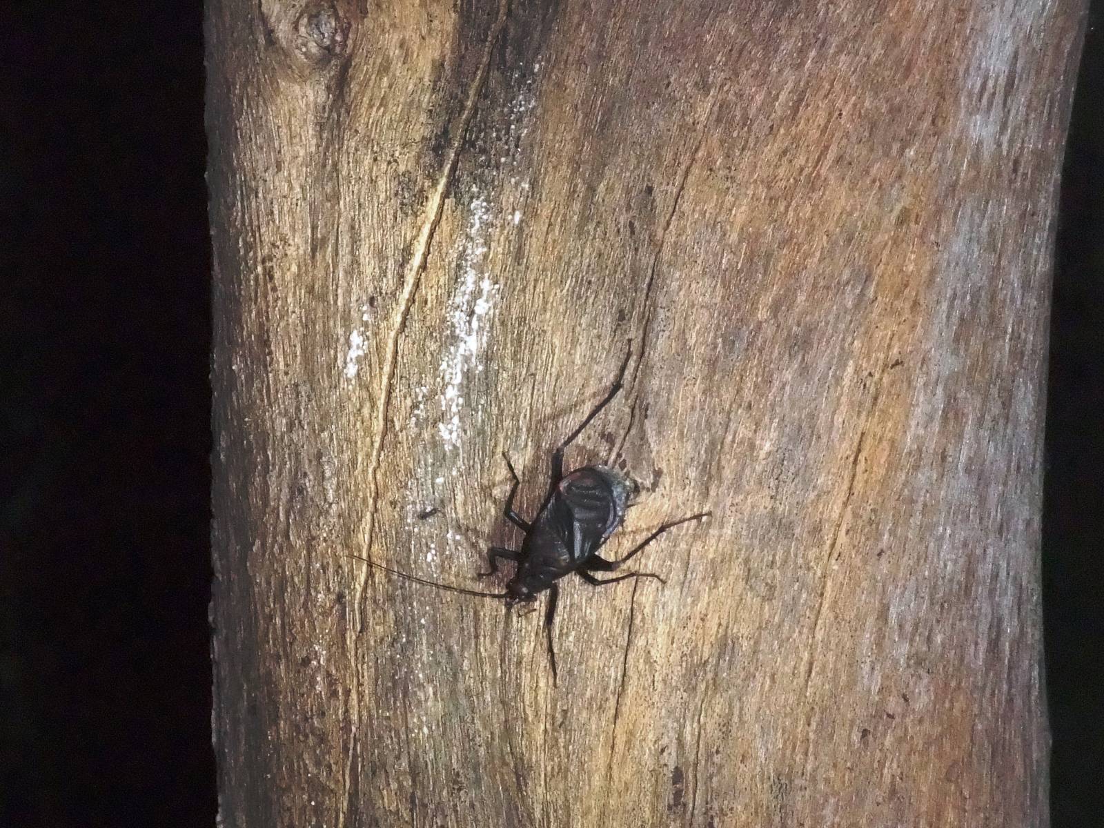 Ethiopian Cricket at Bishangari Lodge, 13/10/14