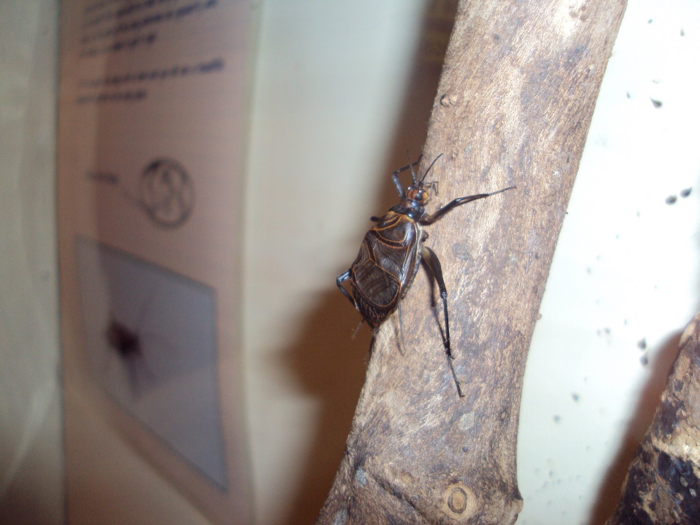 Ethiopian Cricket (Homoeogryllus xanthographus) 27/12/2018