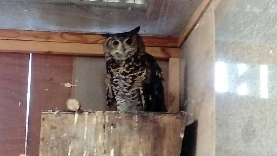 Ethiopian Eagle Owl 19th October 2019
