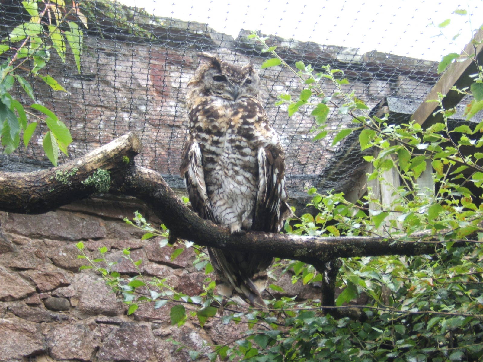Ethiopian Eagle Owl (Bubo capensis dillonii)