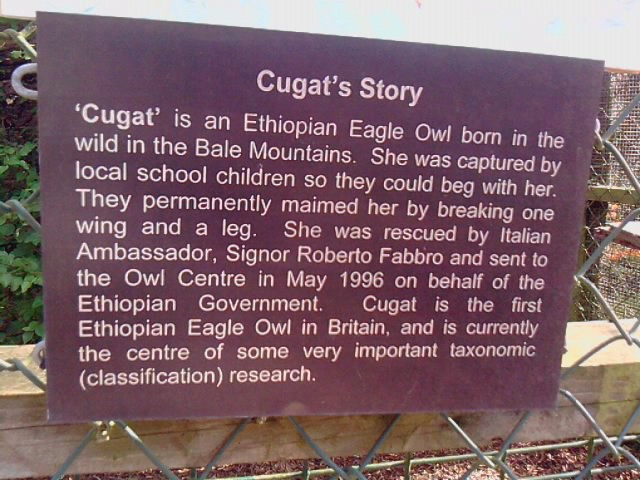 Ethiopian Eagle Owl Past