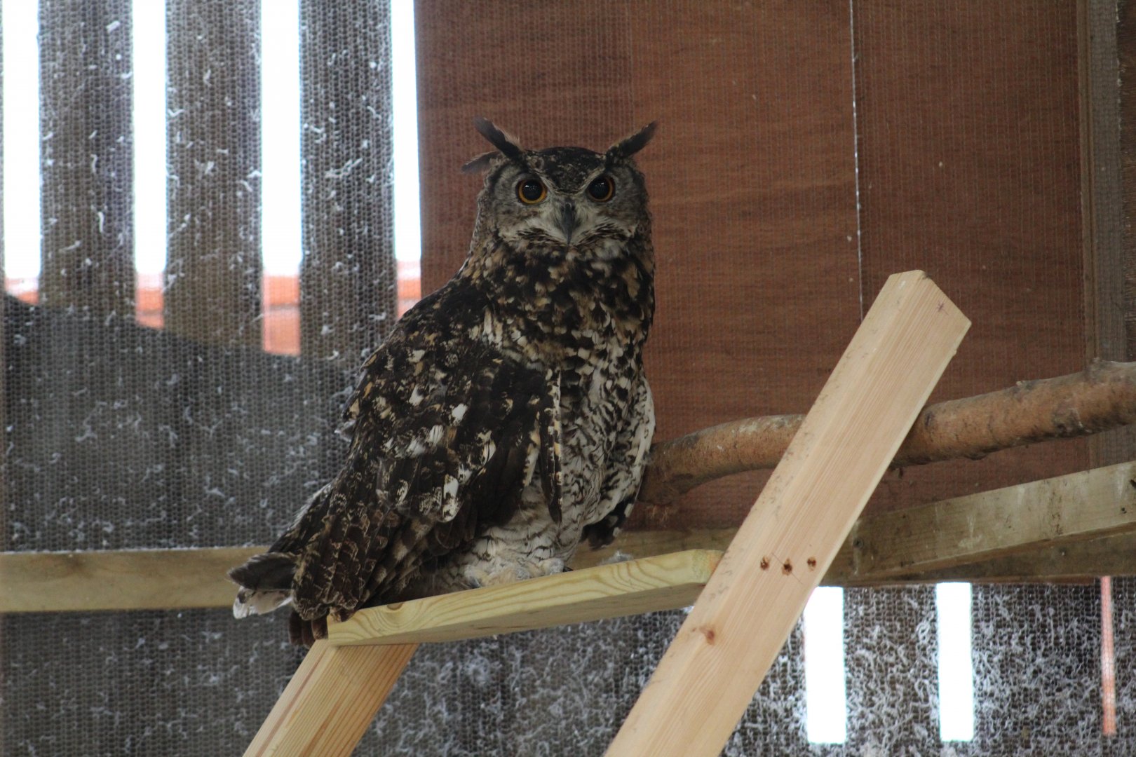 Ethiopian Eagle-Owl
