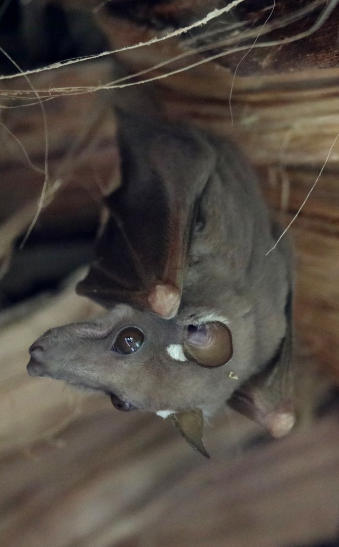 Ethiopian epauletted fruit bat (Epomophorus labiatus)