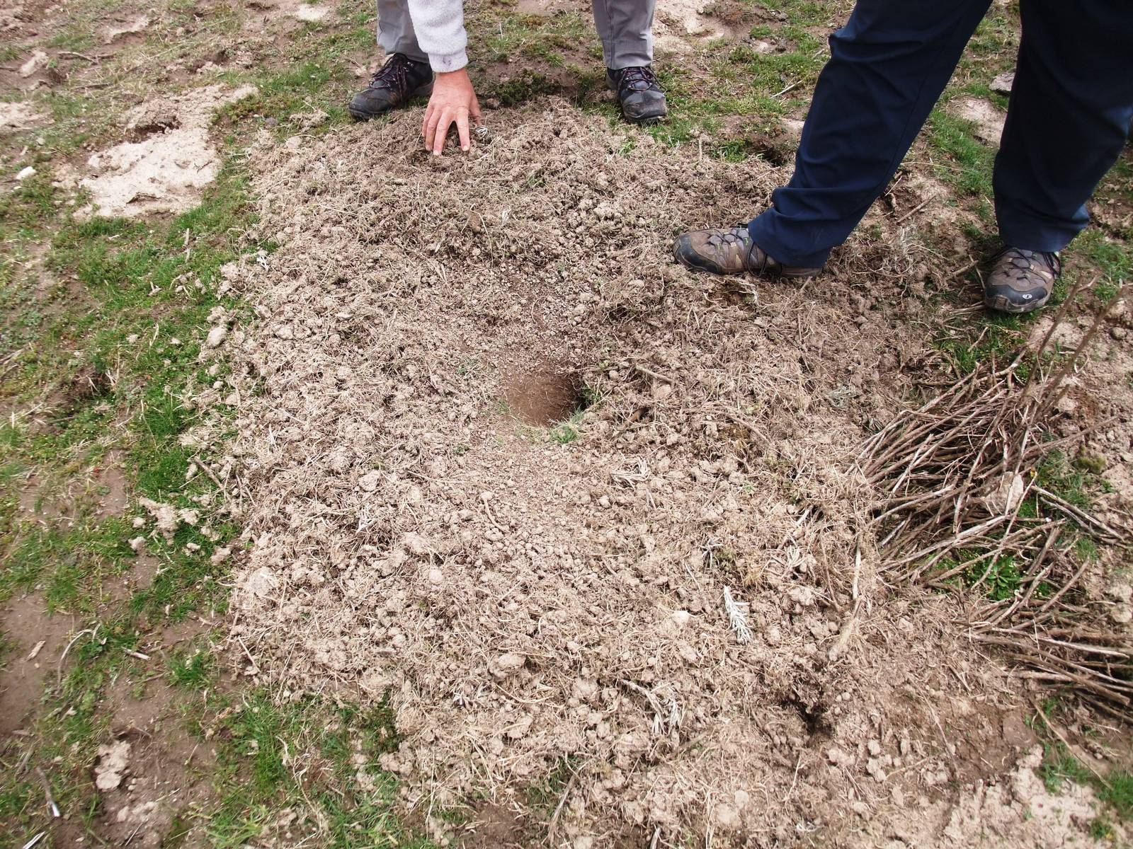 Ethiopian Giant Mole-Rat Burrow Entrance in Bale Mountains NP, 15/10/14