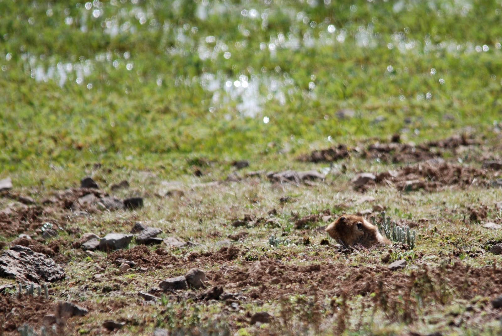 Ethiopian Giant Mole-Rat in Bale Mountains NP, 15/10/14