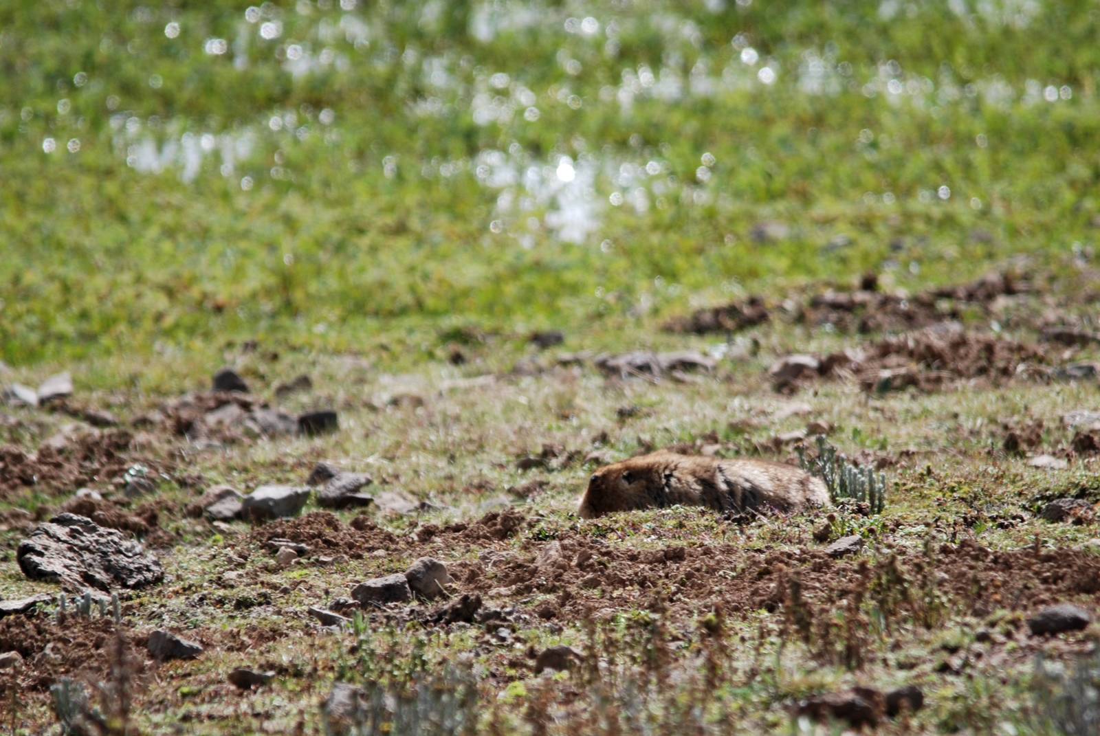 Ethiopian Giant Mole-Rat in Bale Mountains NP, 15/10/14