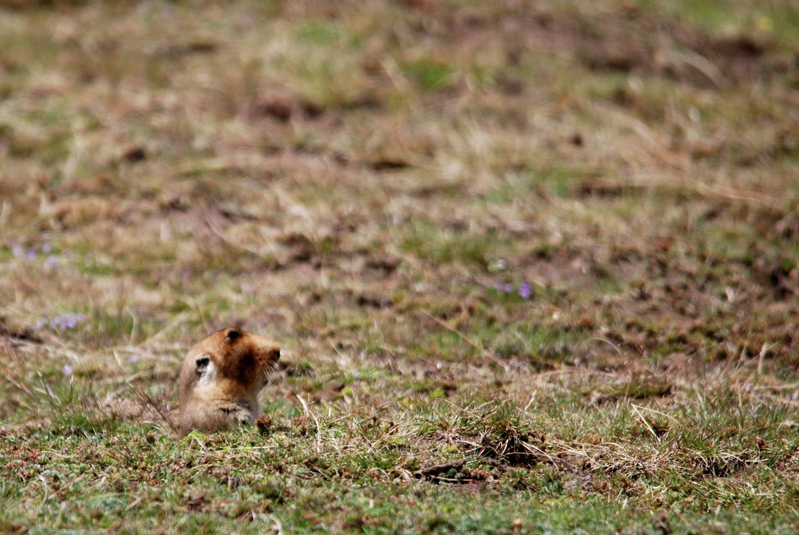 Ethiopian Giant Mole-Rat in Bale Mountains NP, 15/10/14