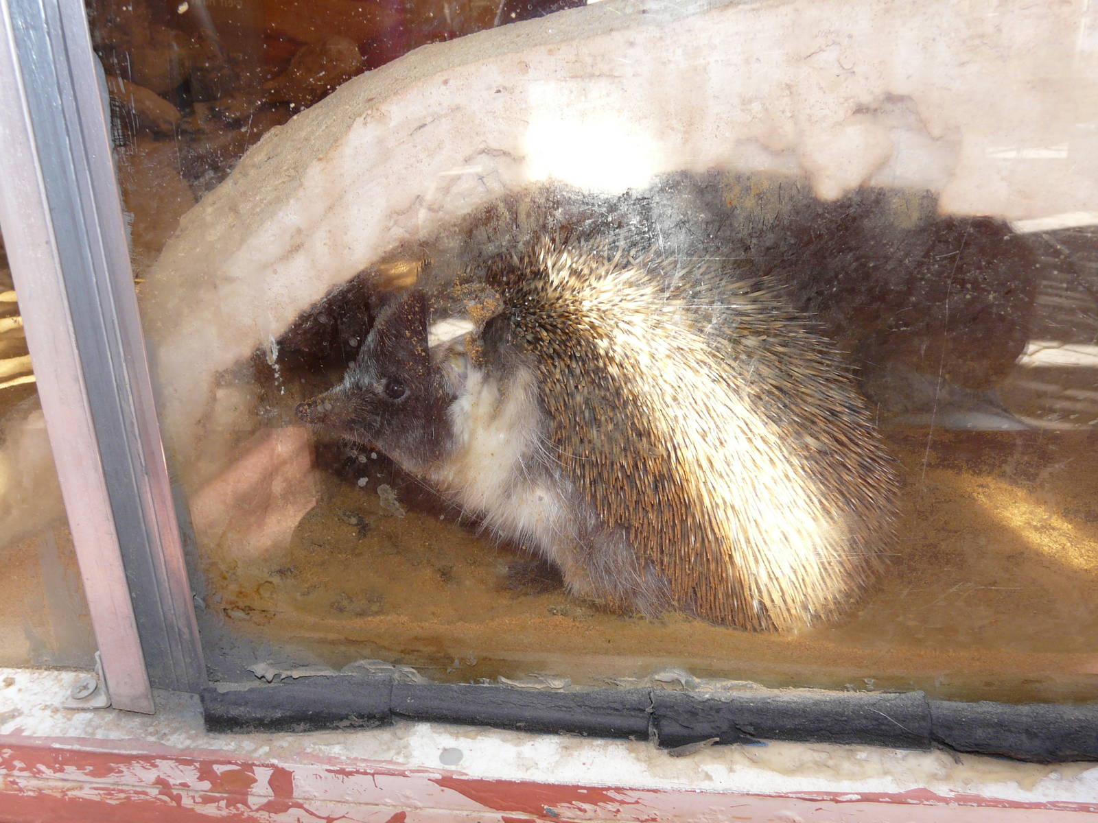 Ethiopian hedgehog/ Paraechinus aethiopicus pectoralis
