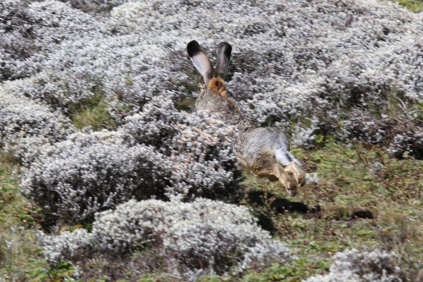Ethiopian highland or Starck's hare (Lepus starcki)