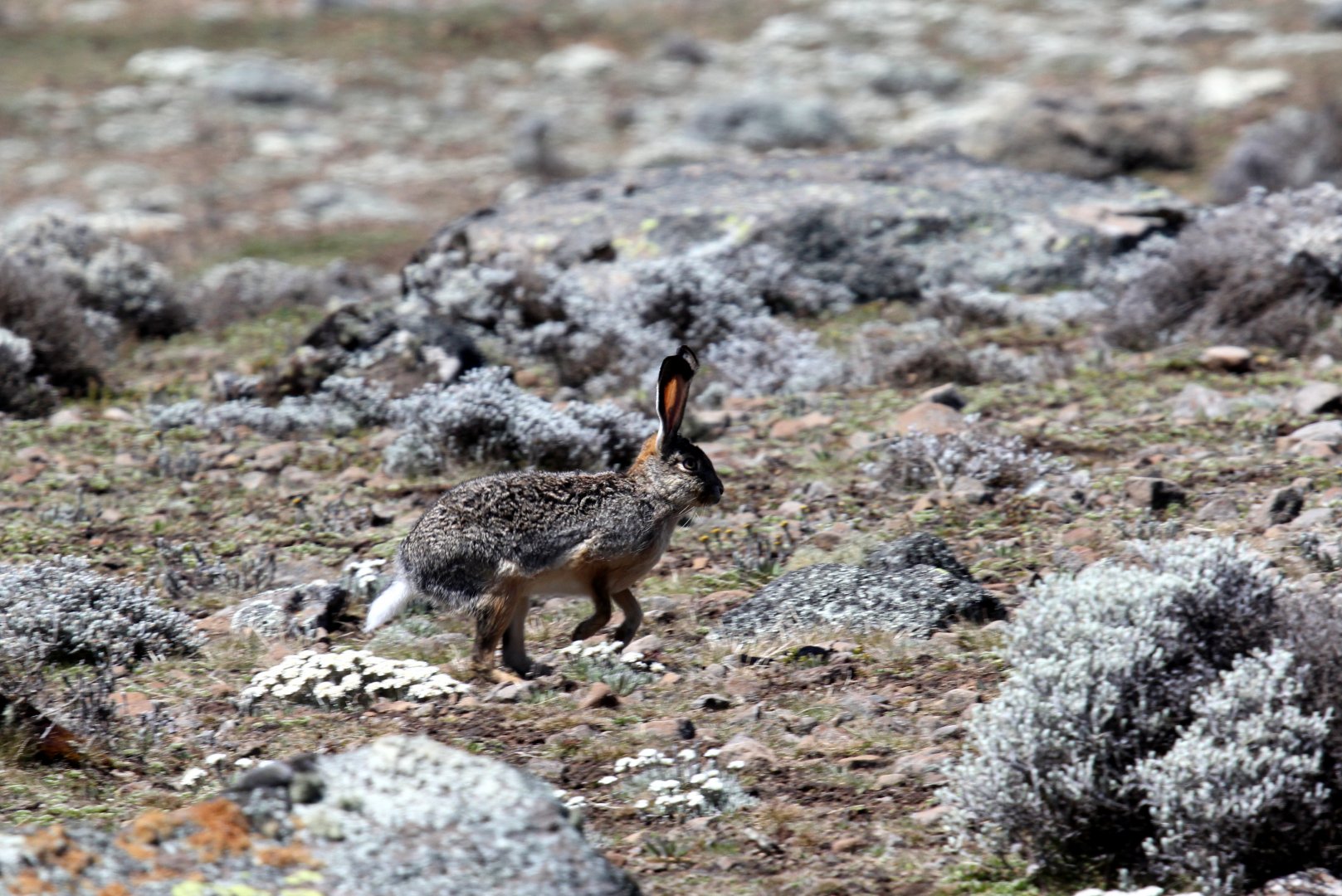 Ethiopian highland or Starck's hare (Lepus starcki)