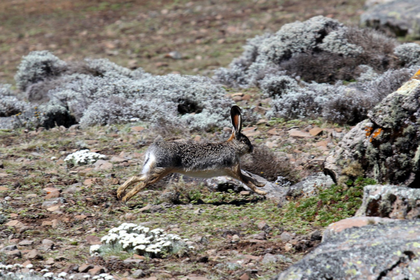 Ethiopian highland or Starck's hare (Lepus starcki)