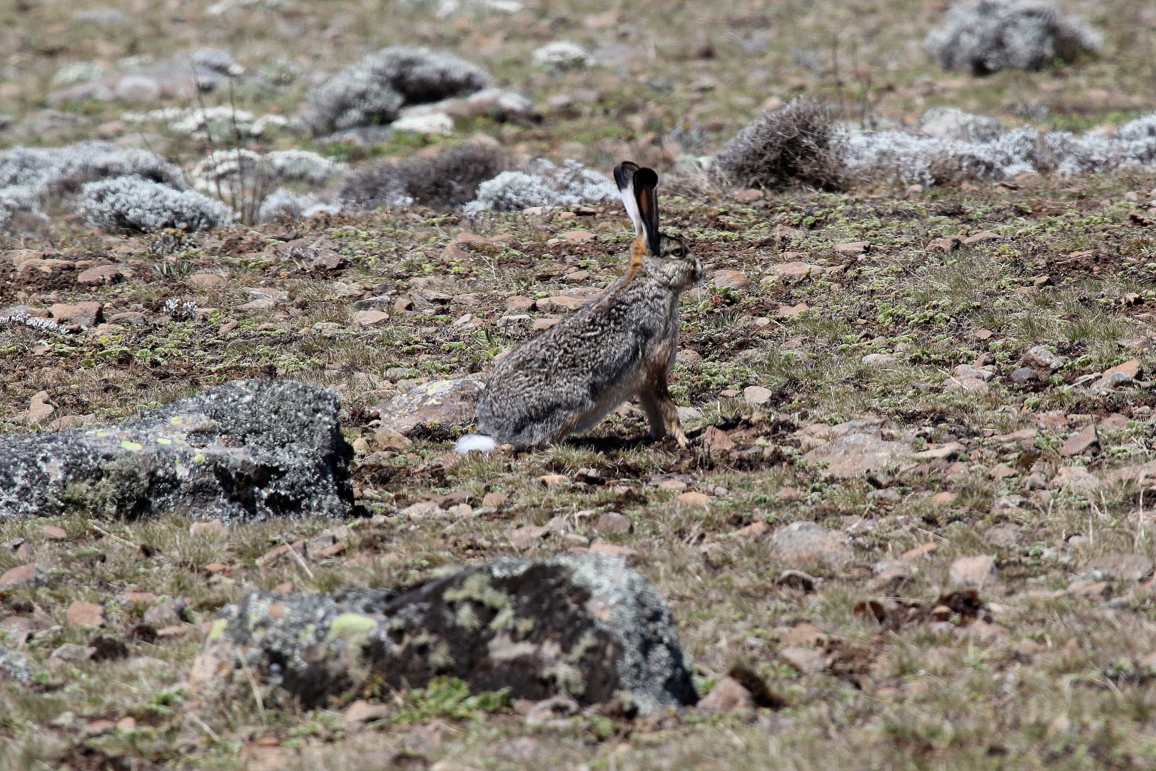 Ethiopian highland or Starck's hare (Lepus starcki)