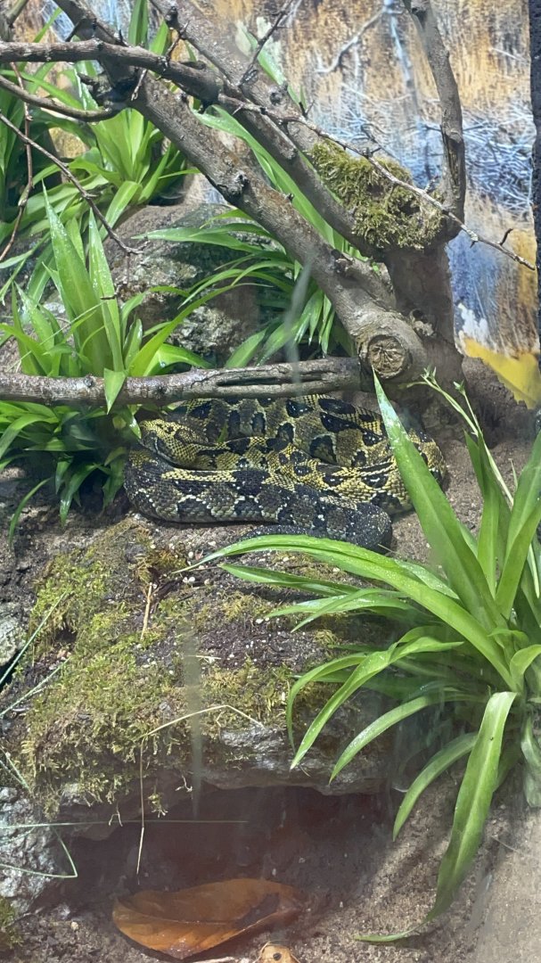 Ethiopian Highland Viper in Hidden Savannah : Heart of Africa