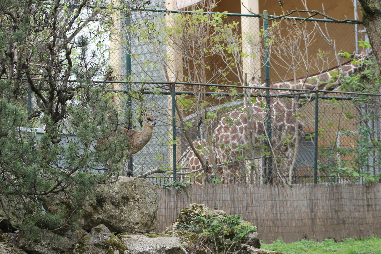 Ethiopian klipspringer and Reticulated giraffe