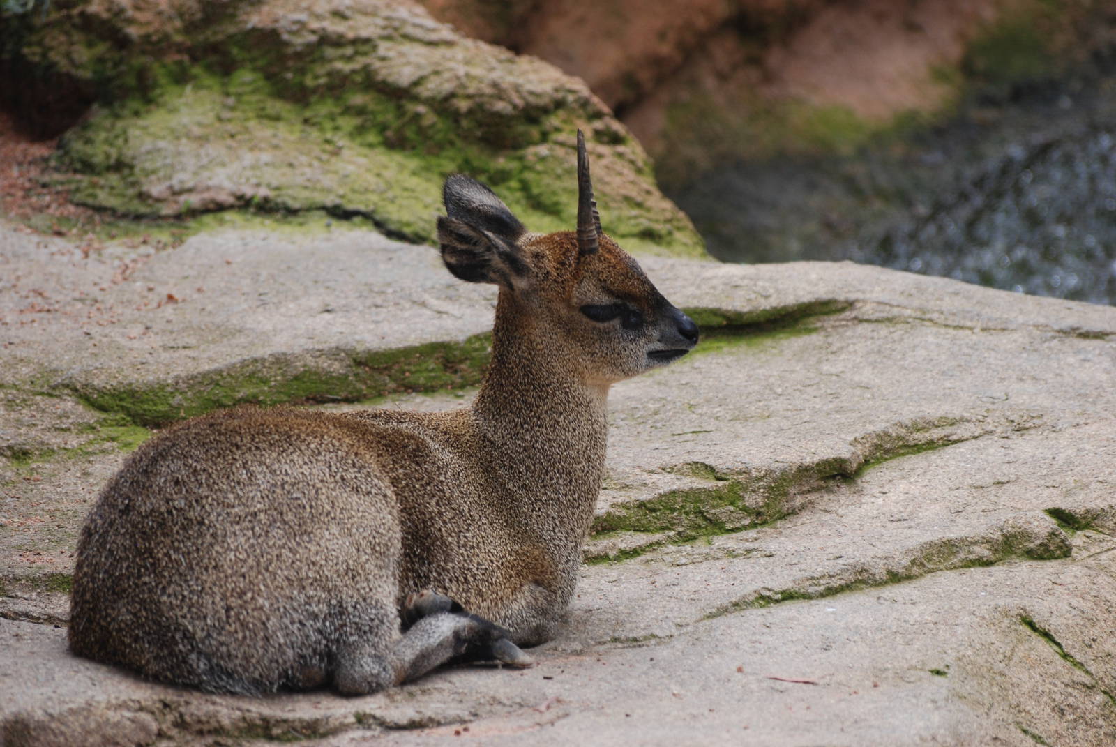 Ethiopian Klipspringer at Bioparc Valencia, 28/05/11