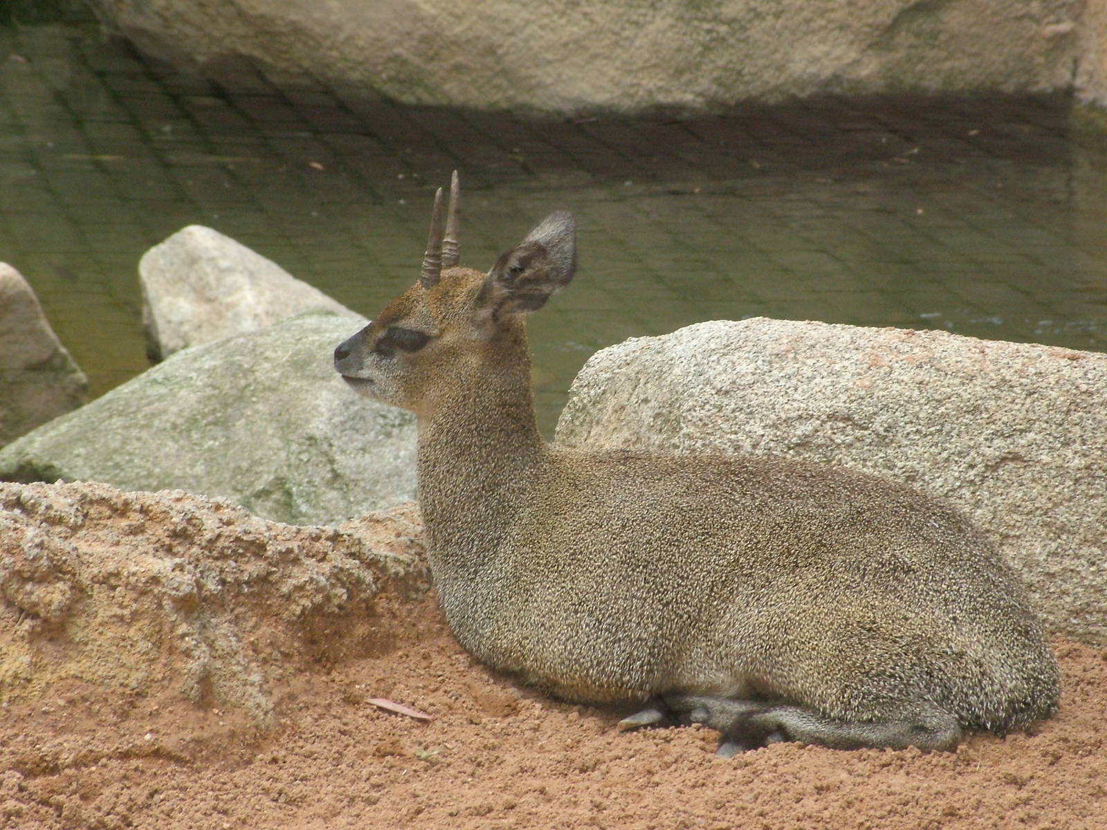 Ethiopian Klipspringer at Bioparc Valencia, 28/05/11